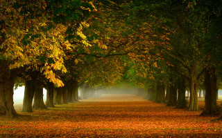 Autumn foggy road trees leaves - arthur quartley free wallpaper