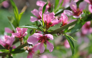 Pink flower closeup bokeh leaves - a pink flower free wallpaper