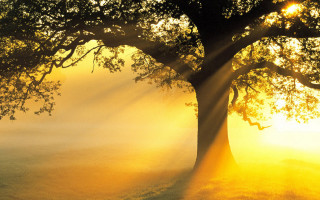 Tree sunlight foggy field autumn - radiant free wallpaper
