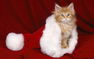 White cat santa hat red - sharp claw free wallpaper