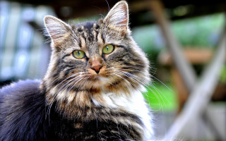 Cat green eyes sitting outside - outside free wallpaper