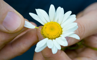 Hand holding daisy blue background - dirck van der lisse free wallpaper