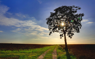 Tree sunshine path clouds nature - the cloud above free wallpaper
