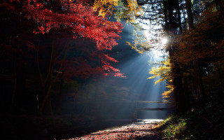 Woods bench light rays autumn - a path free wallpaper
