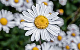 Daisy bokeh macro flower blur - a yellow center in the center free wallpaper