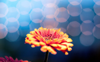 Orange flower bokeh macro shallow - a blurry background free wallpaper for desktop