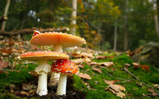 Mushrooms forest leaves grass trees - a group of mushrooms free wallpaper