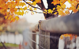 Tree fence autumn leaves fire - a fence free wallpaper