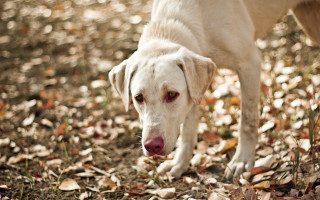 White dog leaf field frisbee - a leaf free wallpaper