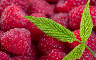 Raspberries leaf water droplets macro 2 - berry free wallpaper