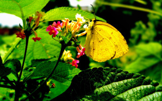 Yellow butterfly flower green leaves - a yellow butterfly free wallpaper
