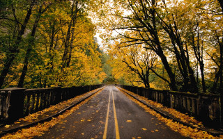 Autumn bridge road fence trees - a rail free wallpaper