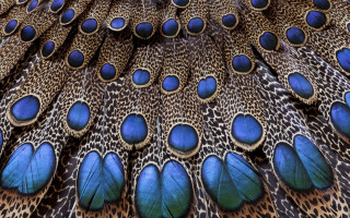 Peacock feathers blue spots macro - exquisite free wallpaper