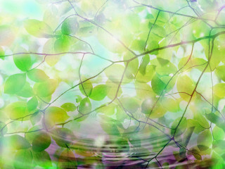 Bowl leaves blurry background water - outside free wallpaper
