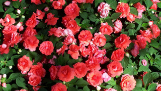 Red roses garden bouquet pink - red flower free wallpaper