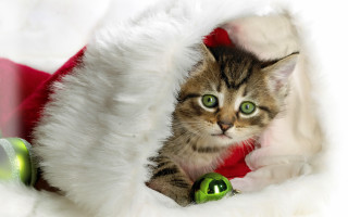 Cat santa hat bell green - a bell free wallpaper