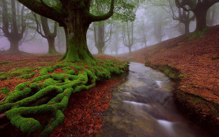 Stream forest moss tree roots - moss free wallpaper