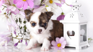 Small dog white birdhouse purple - a white table top free wallpaper