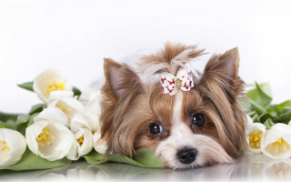 Small dog bow flower table - a bow free wallpaper