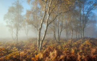 Foggy forest trees mist leaves - a few bush free wallpaper