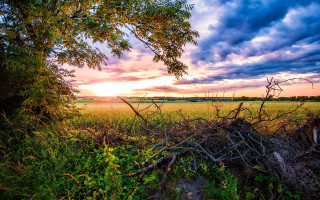 Field tree sunset clouds urban - hdr free wallpaper