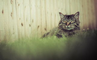 Cat grass fence wooden shallow - a green grass area free wallpaper