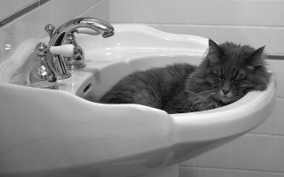 Cat sink resting faucet black - fluxus free wallpaper
