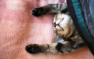 Cat sleeping blurry pillow blanket 2 - morning free wallpaper
