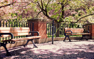 Benches fence trees pink flowers - a fence and trees free wallpaper