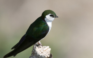 Green white bird on branch - incoherent free wallpaper