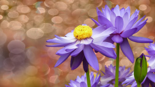 Purple flower closeup blurry background 2 - a close up of a bunch free wallpaper