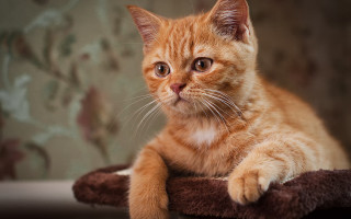 Small orange cat pillow table - small free wallpaper