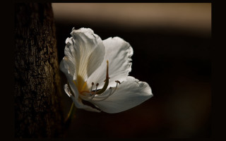 White flower tree trunk sunlight - a blurry background free wallpaper for desktop