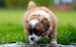 Puppy walking grass blurry nature - a stock photo free wallpaper