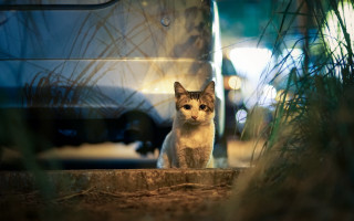 Cat car night tilt shift - night time free wallpaper