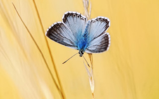 Blue butterfly macro plant sunset - a blue butterfly free wallpaper