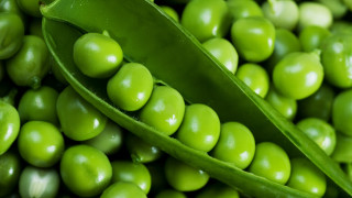 Pea pod closeup water drop - single free wallpaper