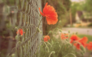 Fence flowers house red flower - a red flower in the foreground free wallpaper