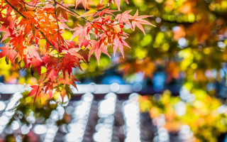 Falling leaves bokeh maple tree - the fall season free wallpaper