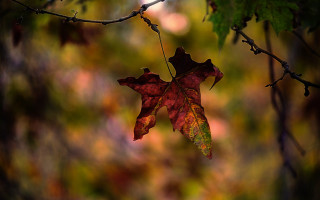 Leaf hanging autumn bokeh macro - a leaf free wallpaper