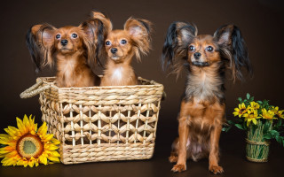 Three dogs basket sunflower flowers - assemblage free wallpaper