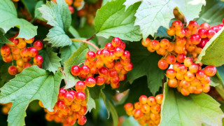 Berries branch leaves fruit puzzle - a bunch of berries free wallpaper