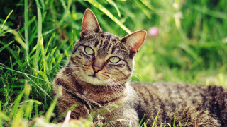 Sad cat in grass outdoors 2 - mannerism free wallpaper