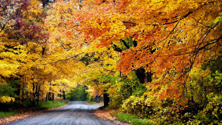 Autumn forest leaves fire sunset 2 - a road free wallpaper