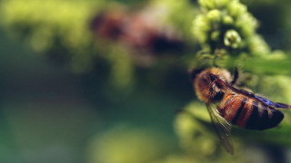 Bee green plant flower bokeh - a green plant free wallpaper