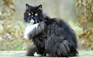 Black white cat wooden table - a blurry background of trees and bushes free wallpaper