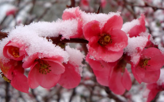 Pink flowers snow branch winter - branch free wallpaper
