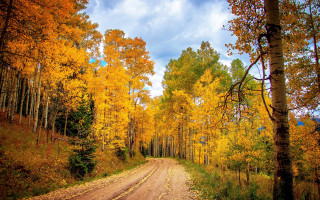 Dirt road yellow leaves blue - color free wallpaper