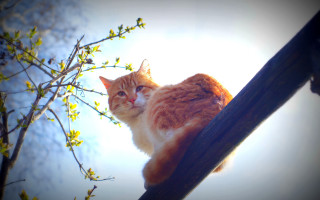 Cat branch sky bright light - a branch of a tree free wallpaper