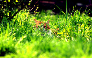 Cat hiding in grass dappled - grass free wallpaper